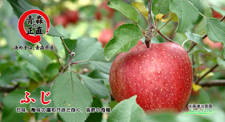 りんご「つがる」画像　佐藤謙治農園